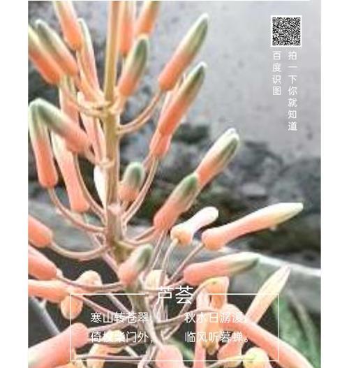 芦荟的花语有哪些含义？它代表了哪些特性？