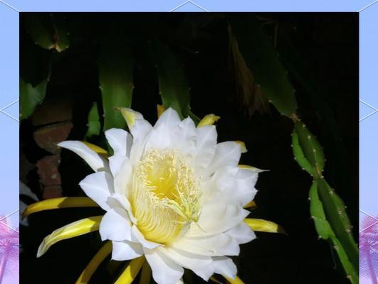 寺庙供花有何寓意？供花在寺庙中的意义是什么？