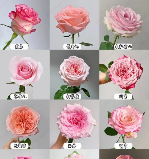 粉色系花的含义及其代表是什么？