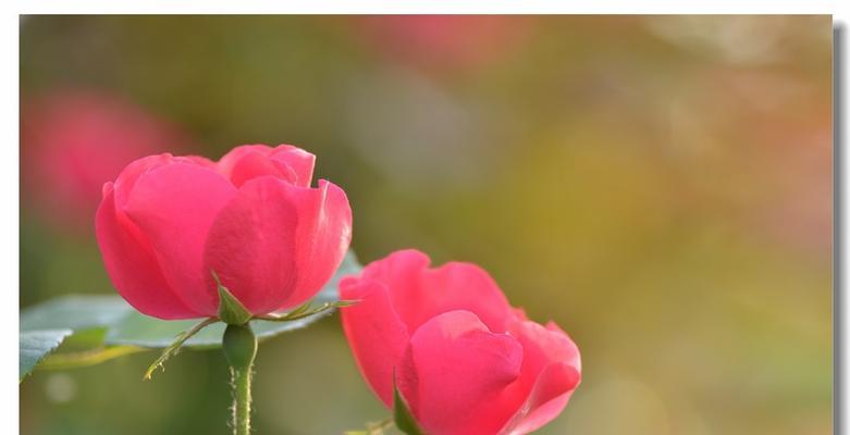 高贵象征的月季花有哪些？月季花如何象征尊贵？
