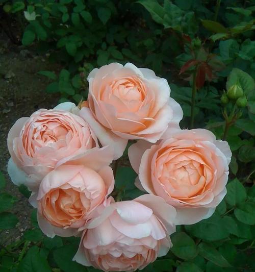 高贵象征的月季花有哪些？月季花如何象征尊贵？