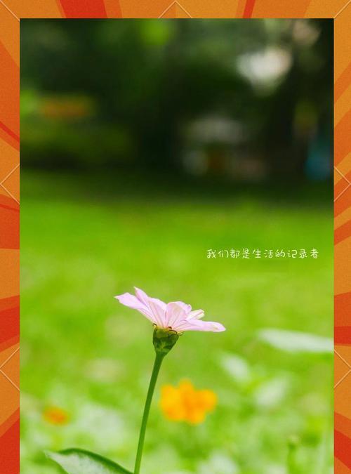 百日草代表什么寓意？百日草花语的长久意义有哪些？