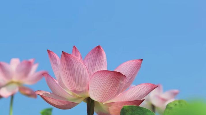 有哪些不起眼但寓意深刻的花？它们的象征意义是什么？