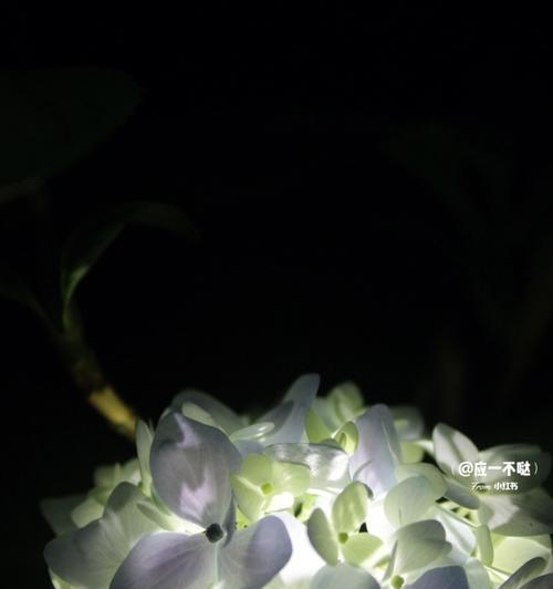 不亮的花表达什么含义？