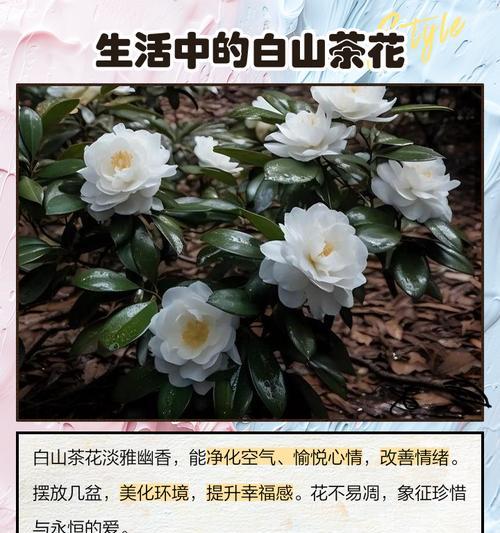 山茶花的花语寓意是什么？它象征着什么？
