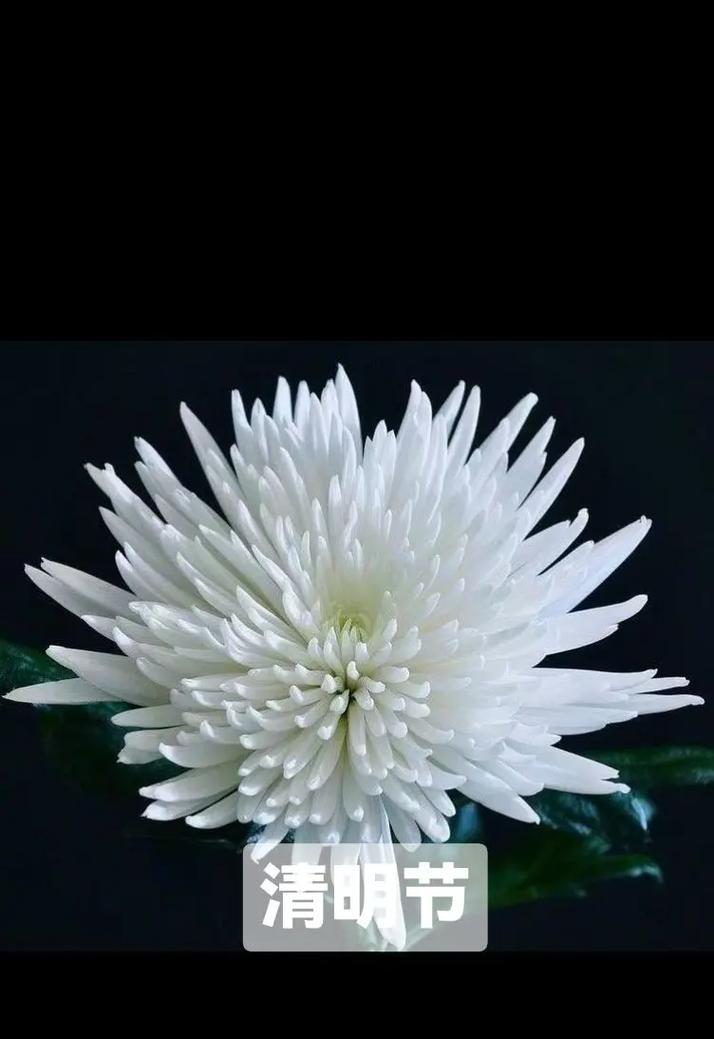 坟头长花象征着什么？