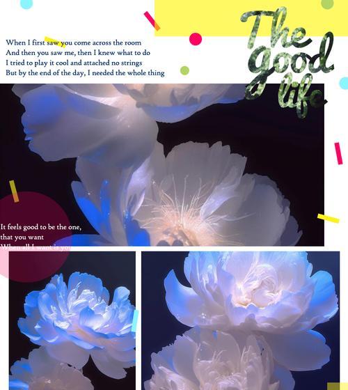 一花独爱的情感表达意义是什么？