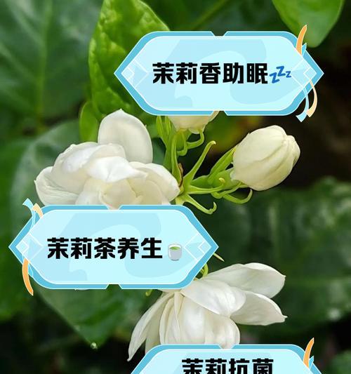 送茉莉花的意义是什么？