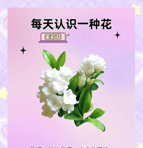 送茉莉花的意义是什么？