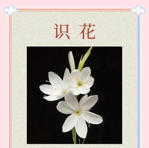 送茉莉花的意义是什么？