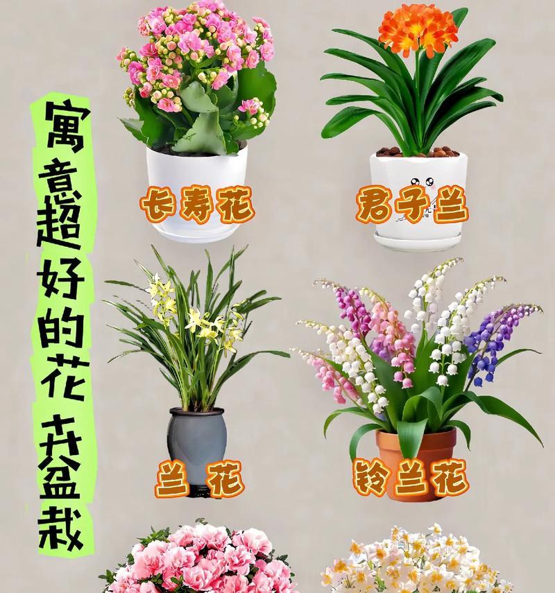 花的特殊寓意是什么？如何理解各种花卉的象征意义？