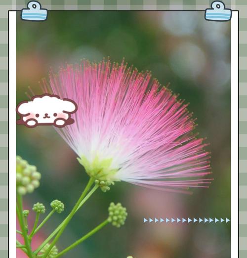 花的特殊寓意是什么？如何理解各种花卉的象征意义？