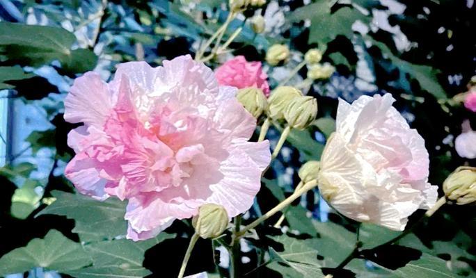 哪种花代表智慧？智慧的花卉象征有哪些？