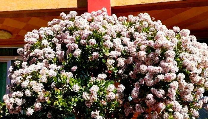 哪种花代表智慧？智慧的花卉象征有哪些？