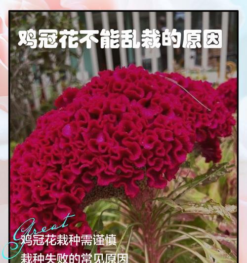 鸡冠花寓意热情似火？它们的花语能否点燃你的热情？