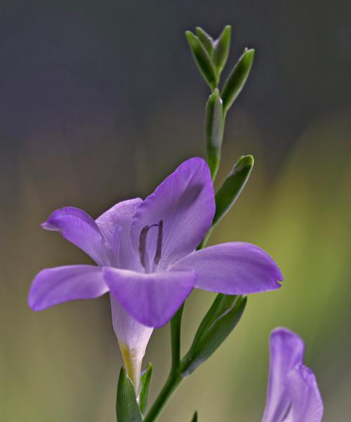 惋惜时间象征的花有哪些？它们各自代表什么意义？