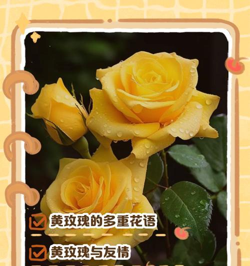 带刺的花象征着什么？带刺植物的花语有哪些？