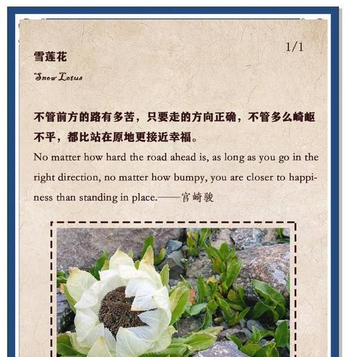 带刺的花象征着什么？带刺植物的花语有哪些？