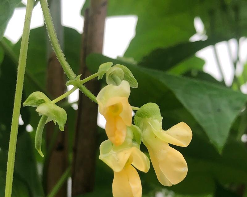 初见之爱用什么花表达？寻找代表初见的花卉