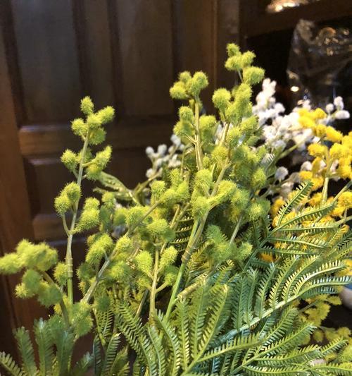 合欢花黄色的特殊含义是什么？