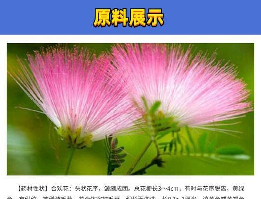合欢花黄色的特殊含义是什么？