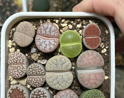 生石花的寓意和禁忌是什么？生石花的正确养护方法是什么？