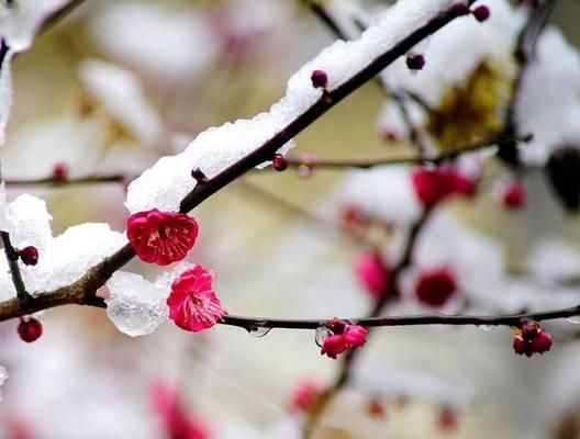 花雪的象征意义是什么？