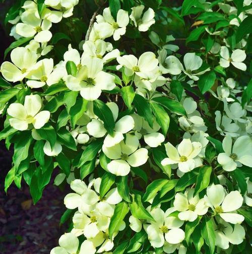 米兰花的花语含义是什么？