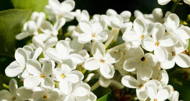 米兰花的花语含义是什么？
