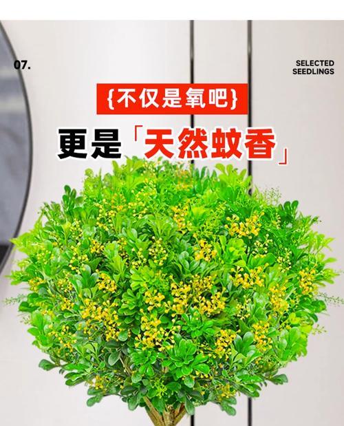 米兰花的花语含义是什么？