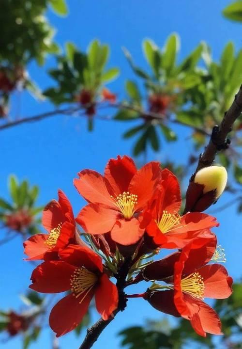 文学家的花卉象征：哪些花代表文学家及其与文学的关联？