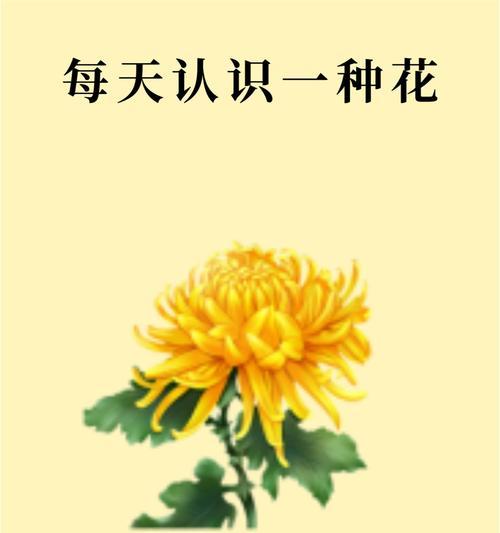 18朵不同花朵组合的寓意是什么？每种花的象征意义是什么？