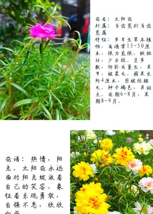 太阳花窗帘有何含义？太阳花窗帘的花语是什么？
