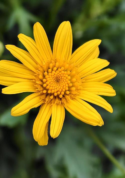 太阳花窗帘有何含义？太阳花窗帘的花语是什么？