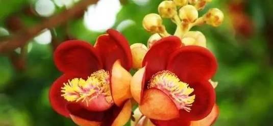 菩提花皮在文化中有何寓意？