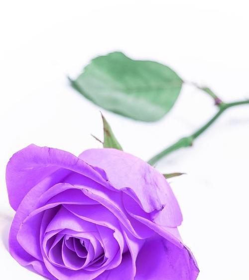 紫玫瑰的花语是什么？紫玫瑰代表的含义是什么？