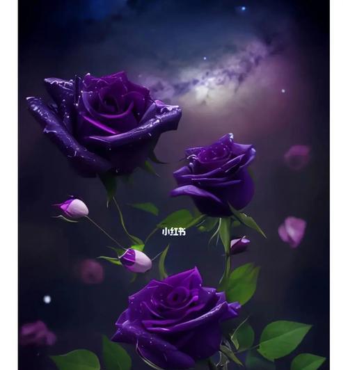 紫玫瑰的花语是什么？紫玫瑰代表的含义是什么？