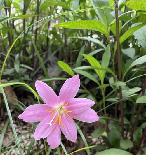 粉色荷花的含义是什么？花语代表什么？