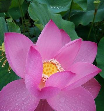 粉色荷花的含义是什么？花语代表什么？