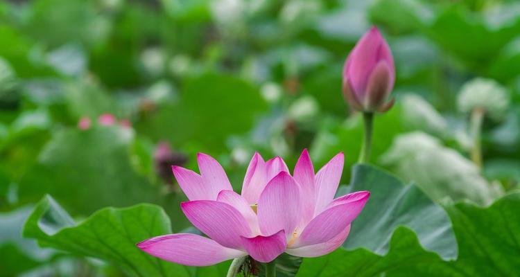 粉色荷花的含义是什么？花语代表什么？