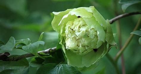 头顶绿花的特别含义是什么？头顶绿花在文化中的象征意义是什么？