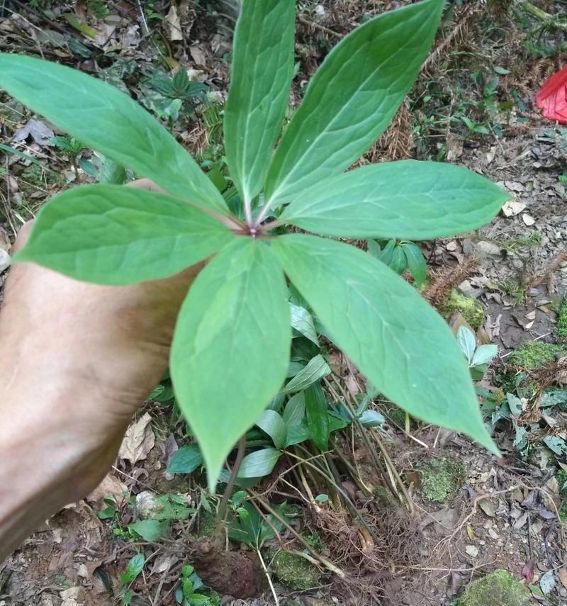 头顶绿花的特别含义是什么？头顶绿花在文化中的象征意义是什么？