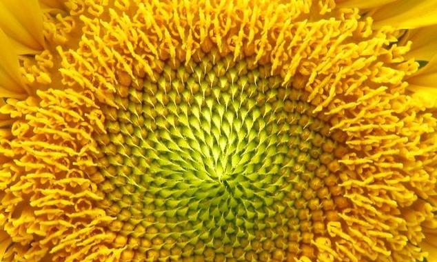 照耀象征的花有哪些？哪些花卉象征光明和希望？