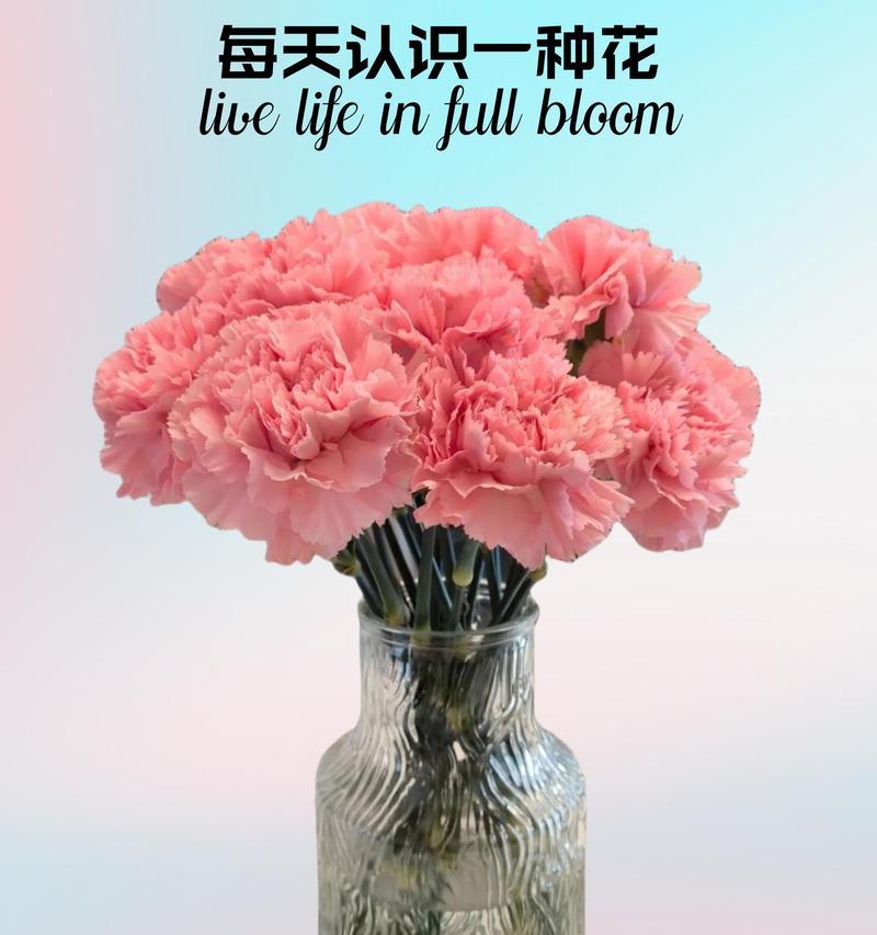 康乃馨花语及象征意义揭秘（探索康乃馨的浪漫背后及其在不同场合中的应用）