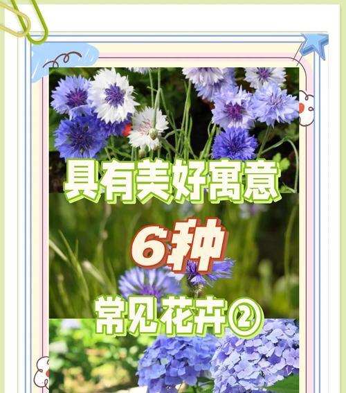 植物中的精神（以象征精神的植物为主题的探索）