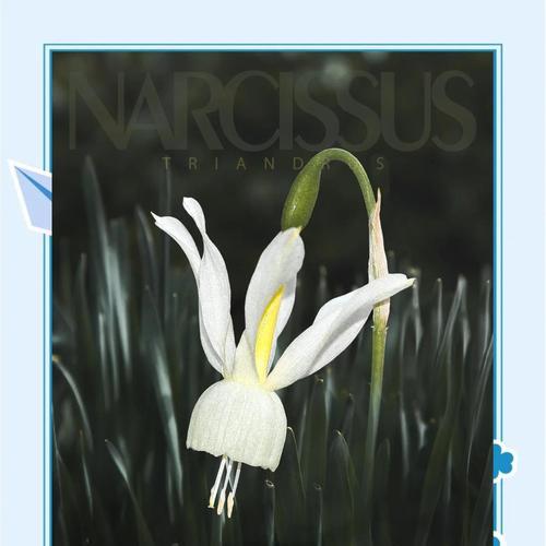 麻叶绣线菊的花语及其深刻含义（探寻麻叶绣线菊的花语之谜及其象征意义）