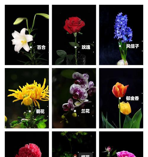 麻叶绣线菊的花语及其深刻含义（探寻麻叶绣线菊的花语之谜及其象征意义）