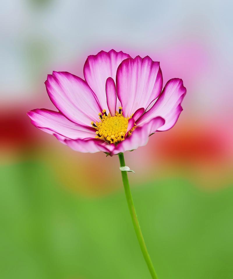 格桑花的寓意与花语（格桑花的祝福与象征，忠诚与坚强）