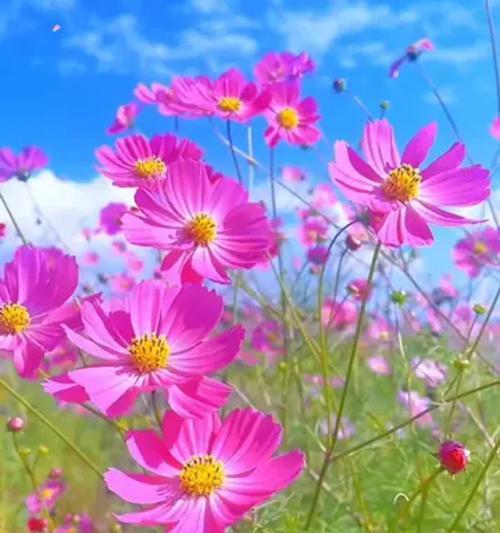 格桑花的寓意与花语（格桑花的祝福与象征，忠诚与坚强）