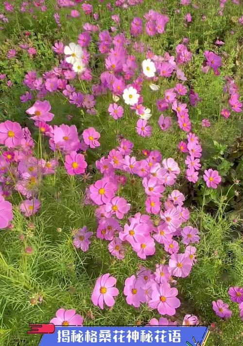 格桑花的寓意与花语（格桑花的祝福与象征，忠诚与坚强）